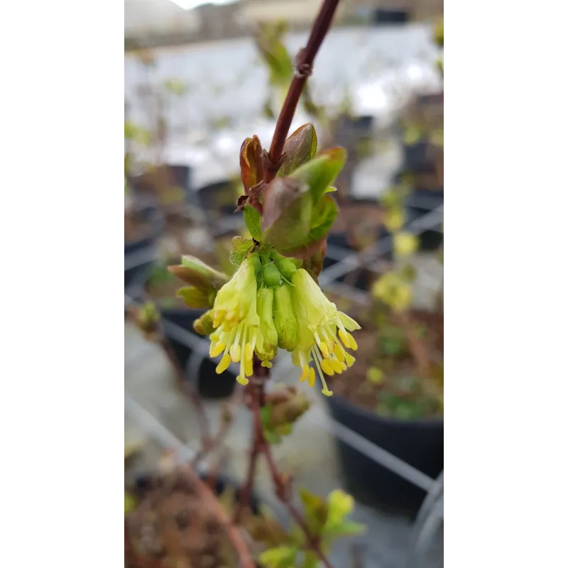 Lonicera kamtschatica 'Blue Velvet' / Baie de mai