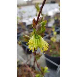 Lonicera kamtschatica 'Blue Velvet' / Baie de mai