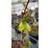 Lonicera kamtschatica 'Blue Velvet' / Baie de mai