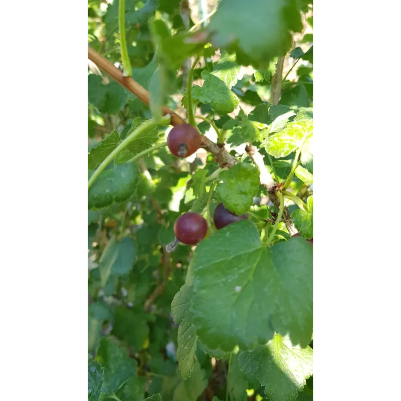 Ribes nigrum x divaricatum 'Josta' / Casseillier Josta