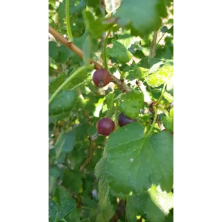 Ribes nigrum x divaricatum 'Josta' / Casseillier Josta