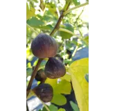 Ficus carica 'Brown Turkey' / Figuier 'Brown Turkey'