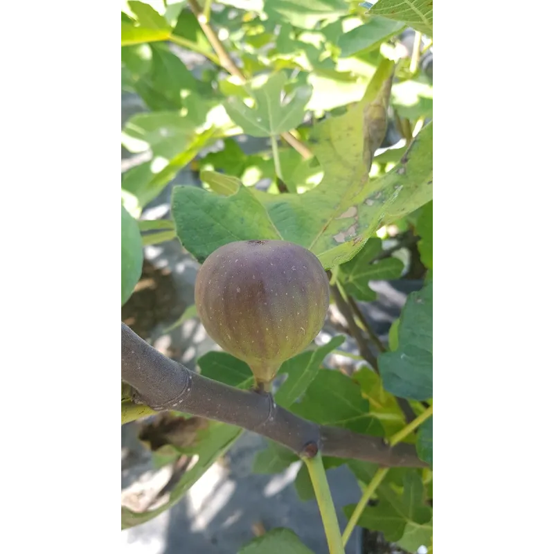 Ficus carica 'Grise de Tarascon' / Figuier Violette Dauphine