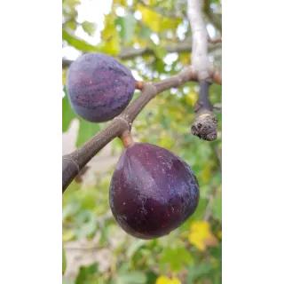 Ficus carica 'Noire de Bellone' / Figuier Noire de Bellone