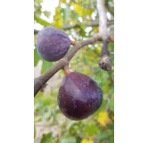 Ficus carica 'Noire de Bellone' / Figuier Noire de Bellone