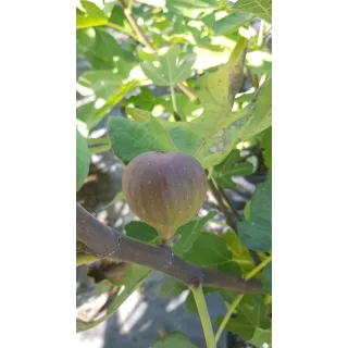 Ficus carica 'Violette D'Argenteuil' / Figuier 'Violette D'Argenteuil'