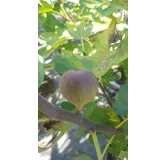 Ficus carica 'Violette D'Argenteuil' / Figuier 'Violette D'Argenteuil'