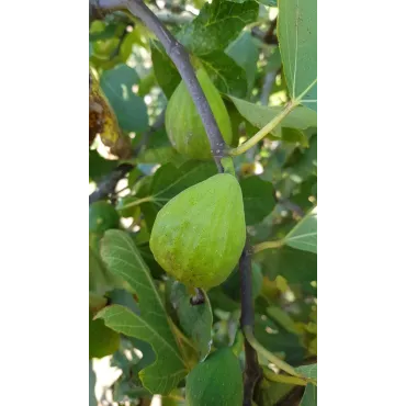 Ficus carica 'Madeleine Jaune' / Figuier 'Madeleine Des 2 Saisons'