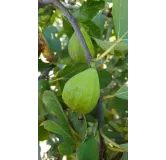 Ficus carica 'Madeleine Jaune' / Figuier 'Madeleine Des 2 Saisons'