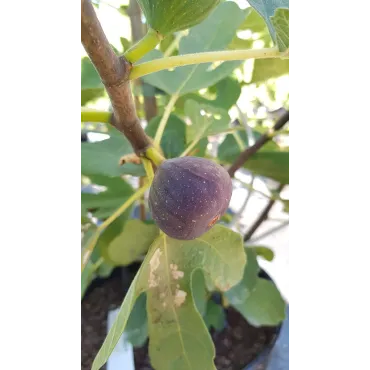 Ficus carica 'Brunswick' / Figuier 'Brunswick'