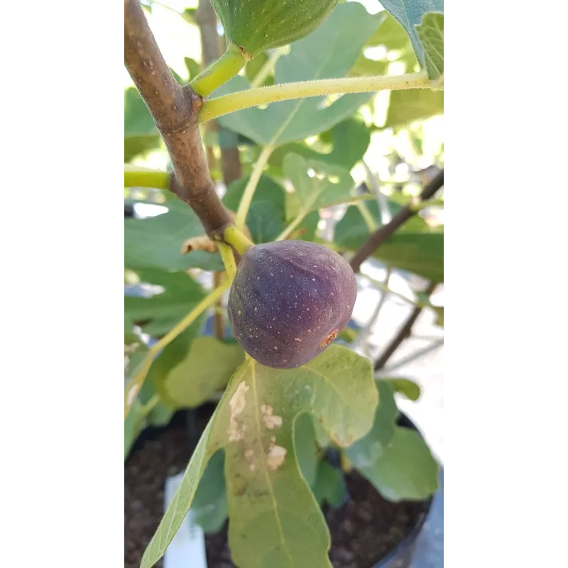 Ficus carica 'Brunswick' / Figuier 'Brunswick'