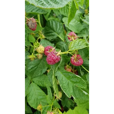 Rubus idaeus 'Heritage' / Framboisier 'Heritage' (Remontant)