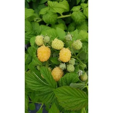 Rubus idaeus 'Promyk' / Framboisier 'Promyk' (Remontant)