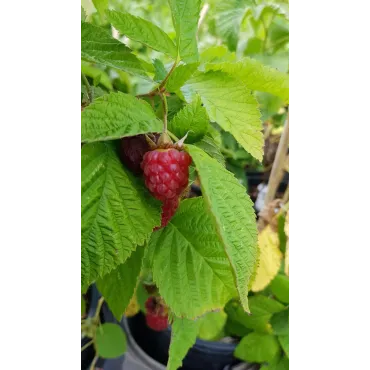 Rubus idaeus 'Paris'Â® / Framboisier 'Paris'Â® (Remontant)