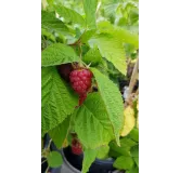 Rubus idaeus 'Paris'Â® / Framboisier 'Paris'Â® (Remontant)