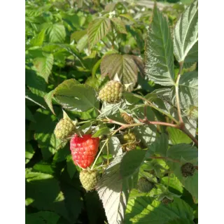 Rubus idaeus 'Enrosadira'Â® / Framboisier 'Enrosadira'Â® (Remontant)