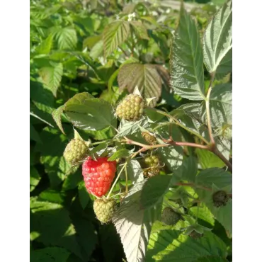 Rubus idaeus 'Enrosadira'Â® / Framboisier 'Enrosadira'Â® (Remontant)