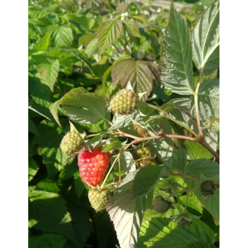 Rubus idaeus 'Enrosadira'Â® / Framboisier 'Enrosadira'Â® (Remontant)