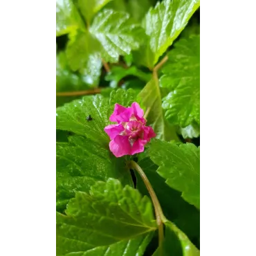 Rubus arcticus 'Sofia' / Framboisier nain artique