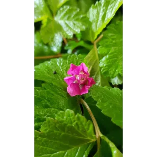 Rubus arcticus 'Sofia' / Framboisier nain artique