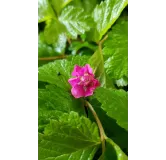 Rubus arcticus 'Sofia' / Framboisier nain artique