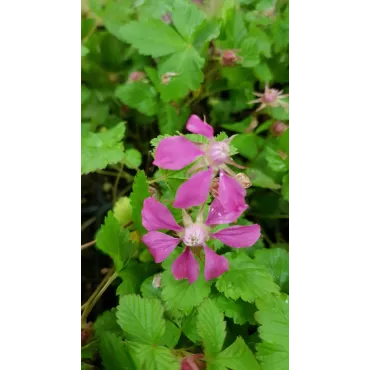 Rubus arcticus 'Beata' / Framboisier nain artique