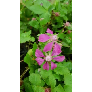 Rubus arcticus 'Beata' / Framboisier nain artique