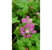 Rubus arcticus 'Beata' / Framboisier nain artique