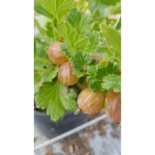 Ribes uva crispa 'Hinnonmaki Red' / Groseillier Ã  maquereau rouge