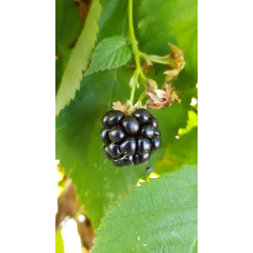 Rubus fruticosus 'Lochness' / Murier 'Lochness' (Sans Ã©pine)