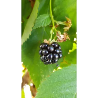 Rubus fruticosus 'Lochness' / Murier 'Lochness' (Sans Ã©pine)