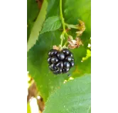 Rubus fruticosus 'Lochness' / Murier 'Lochness' (Sans Ã©pine)