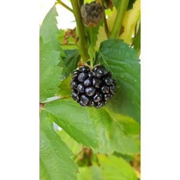 Rubus fruticosus 'Thornfree' / Murier 'Thornfree' (Sans Ã©pine)