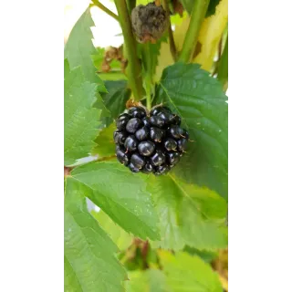 Rubus fruticosus 'Thornfree' / Murier 'Thornfree' (Sans Ã©pine)