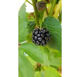 Rubus fruticosus 'Thornfree' / Murier 'Thornfree' (Sans Ã©pine)