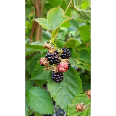 Rubus fruticosus 'Dirksen' / Murier 'Dirksen' (Sans Ã©pine)