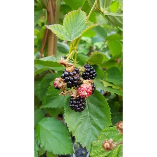 Rubus fruticosus 'Dirksen' / Murier 'Dirksen' (Sans Ã©pine)