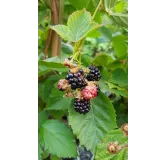 Rubus fruticosus 'Dirksen' / Murier 'Dirksen' (Sans Ã©pine)