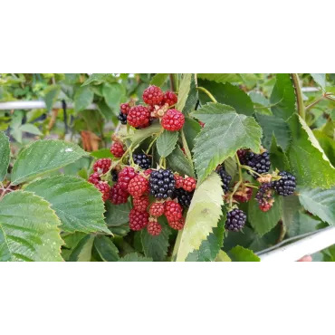 Rubus fruticosus 'Oregon' / Murier 'Oregon' (Sans Ã©pine)