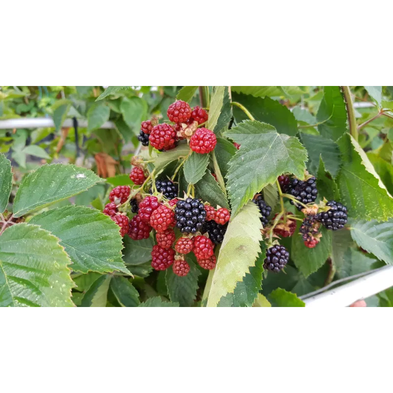 Rubus fruticosus 'Oregon' / Murier 'Oregon' (Sans Ã©pine)