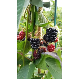 Rubus fruticosus 'Mont Blanc' / Murier 'Mont Blanc'