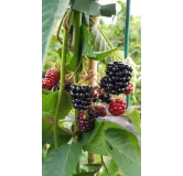 Rubus fruticosus 'Mont Blanc' / Murier 'Mont Blanc'