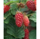 Rubus fruticosus x idaeus 'Tayberry' / MÃ»re framboise