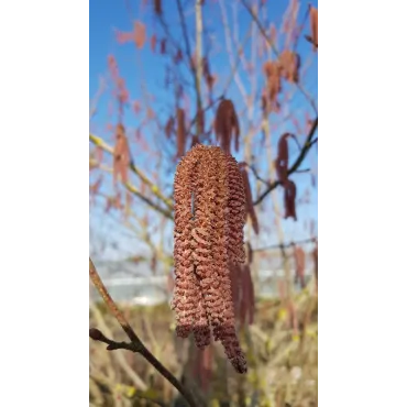 Corylus maxima 'Purpurea' / Noisetier pourpre