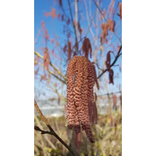 Corylus maxima 'Purpurea' / Noisetier pourpre