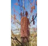 Corylus maxima 'Purpurea' / Noisetier pourpre