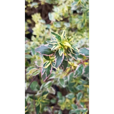 Abelia X grandiflora 'Radiance' / Abelie Ã  grandes fleurs naine panachÃ©