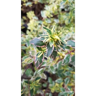 Abelia X grandiflora 'Radiance' / Abelie Ã  grandes fleurs naine panachÃ©