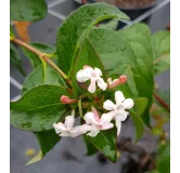 Abelia mosanensis / Abelie parfumÃ©e