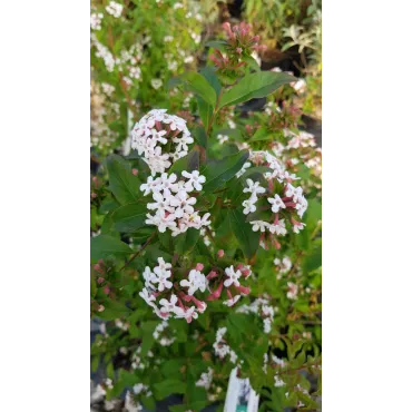 Abelia mosanensis 'Monia' / Abelie parfumÃ©e